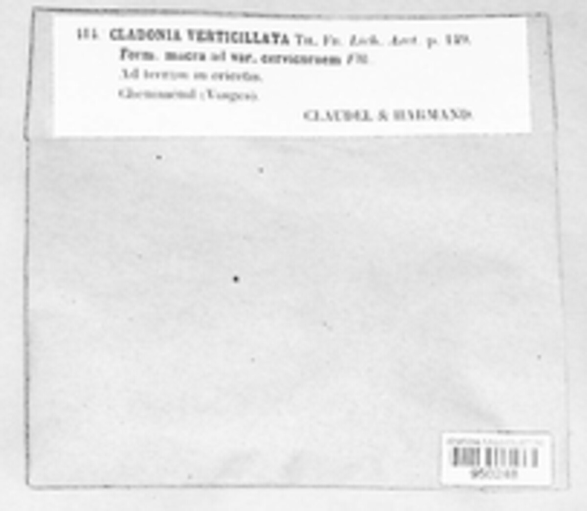 Cladonia verticillaris image